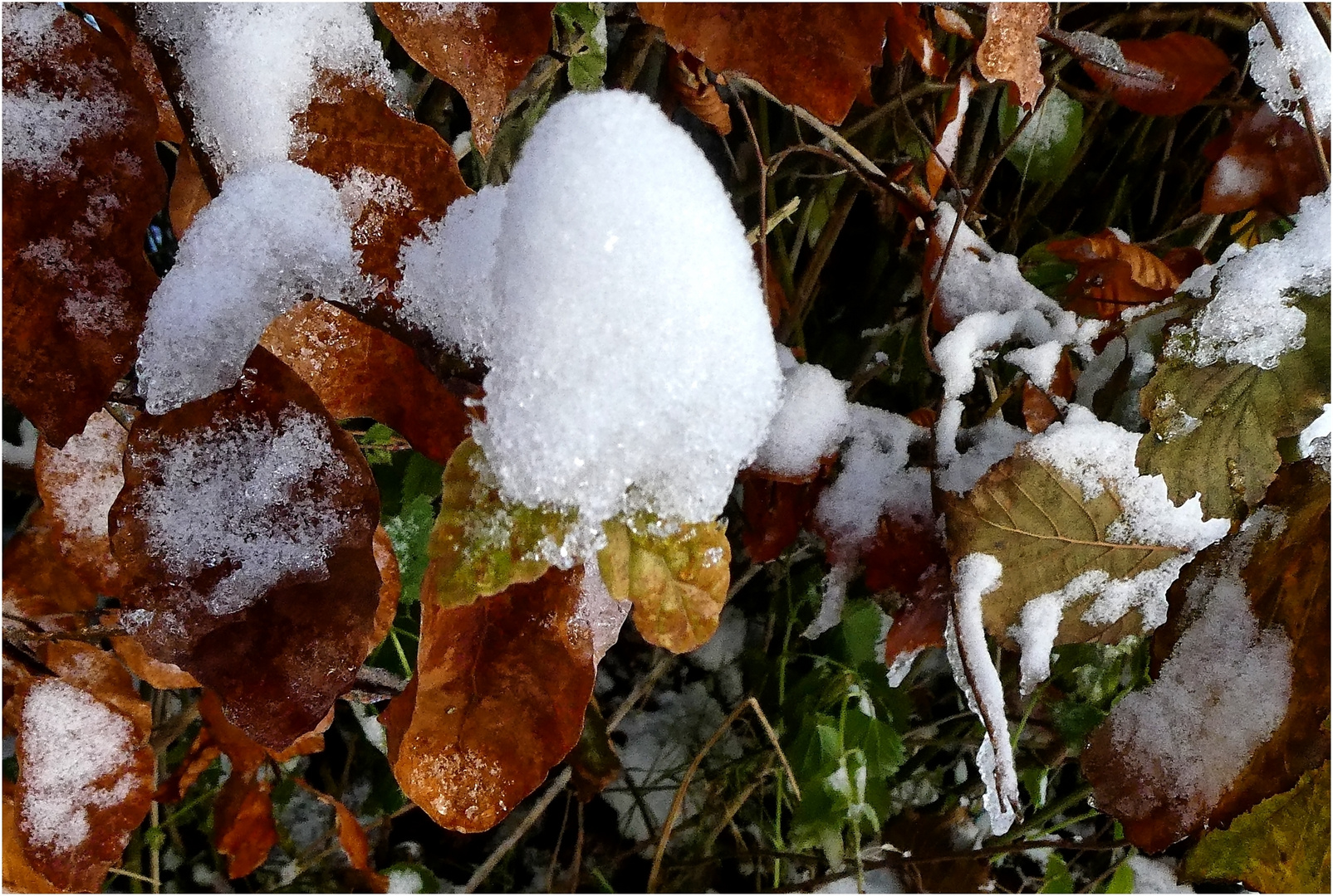 Etwas Schnee auf herbstlichen Blättern