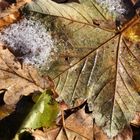 etwas Schnee auf tollem Blatt