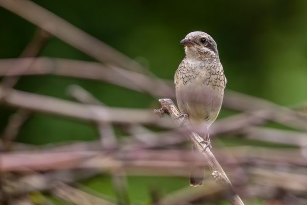 Etwas schüchtern...