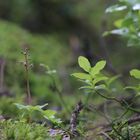 Etwas sehr kleines und kostbares öffnet seine Blüten