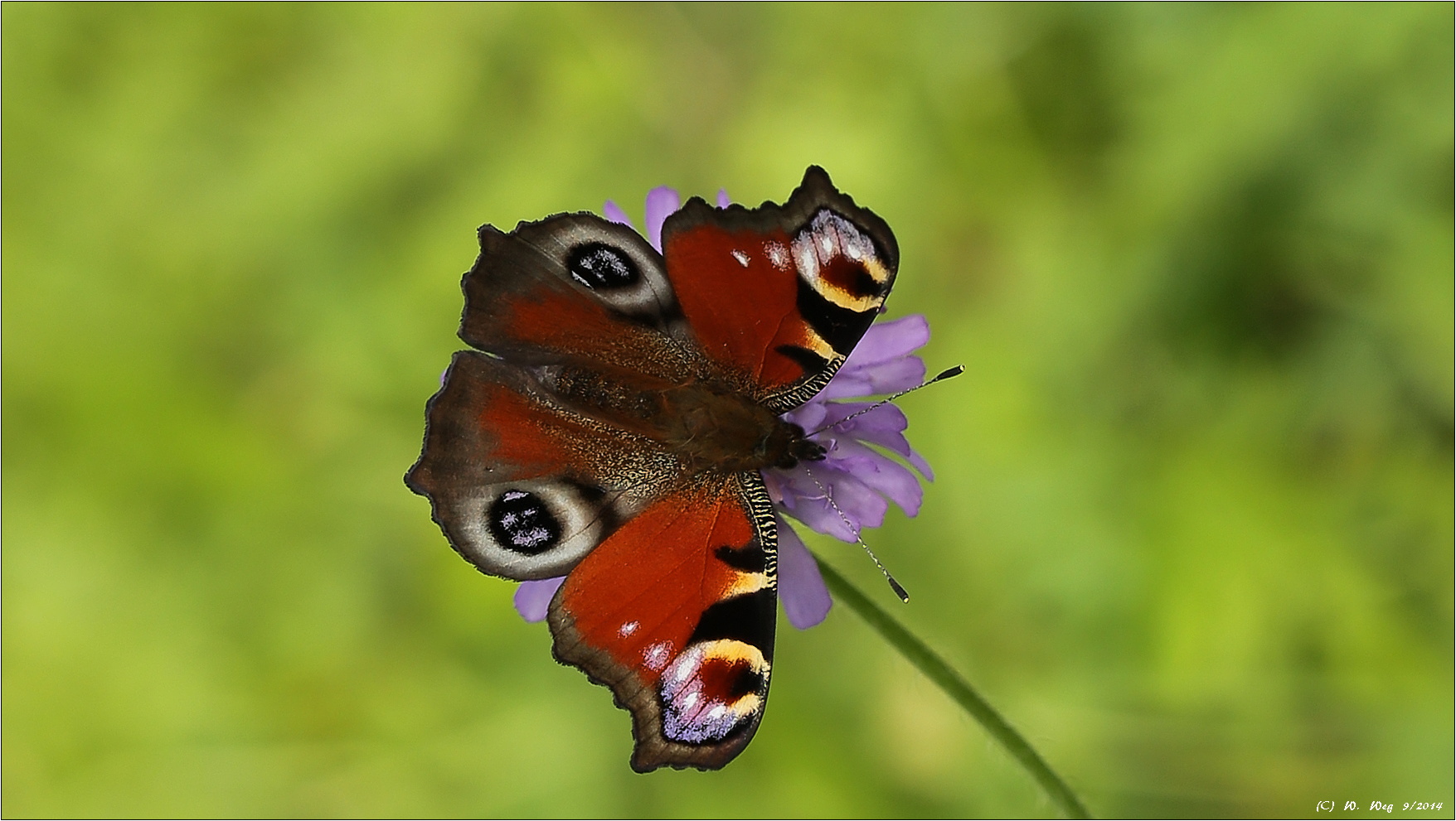 etwas Sommerliches...