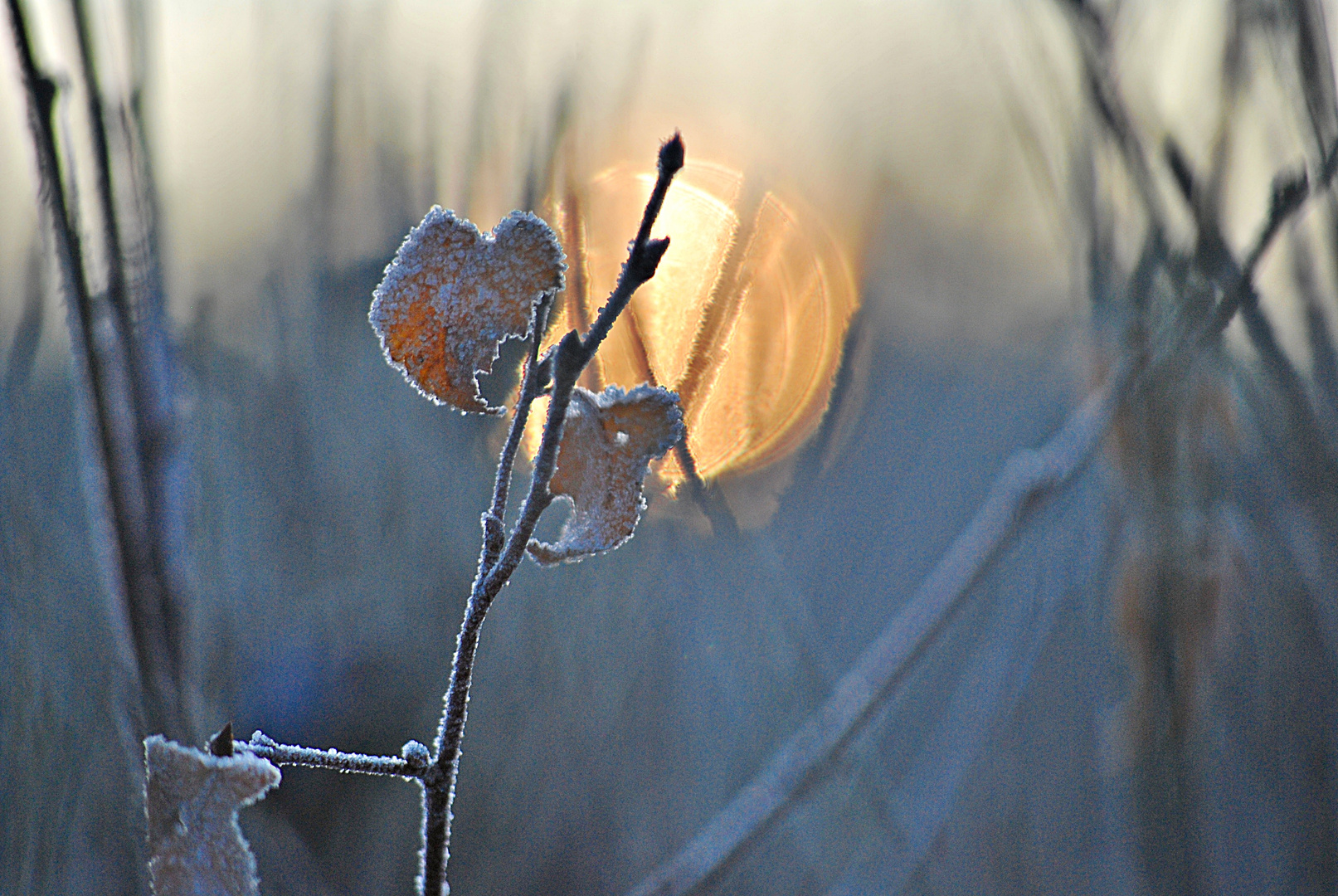 Etwas Sonne im Leben ...