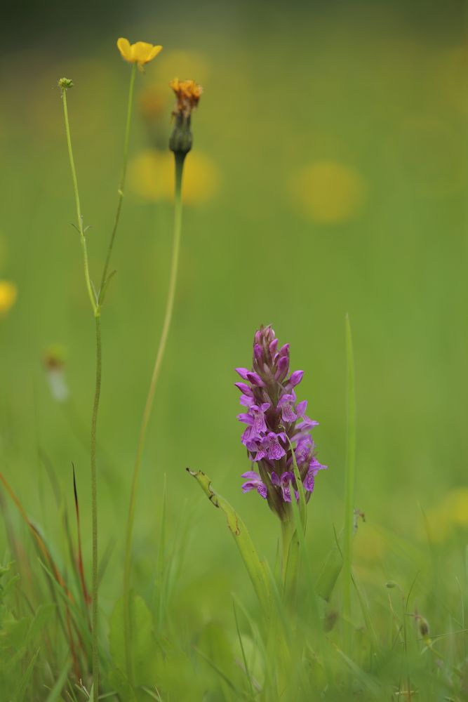 Etwas steifblättriges im Gras