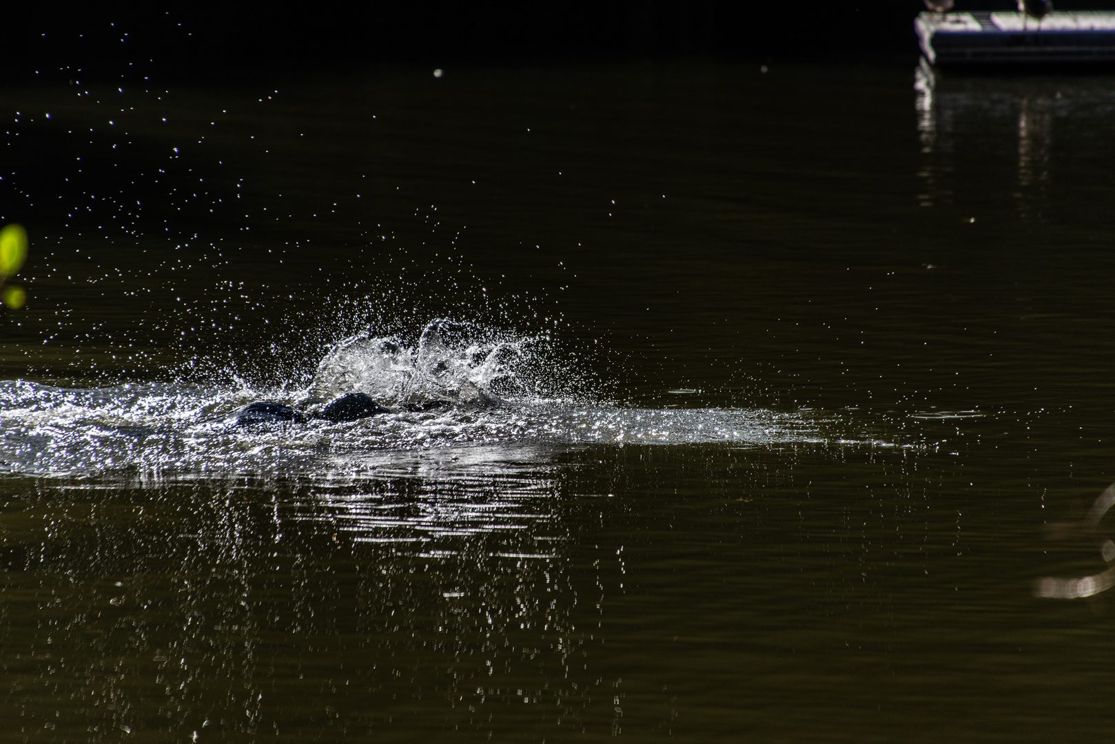 Etwas Unbekanntes schwimmt im See