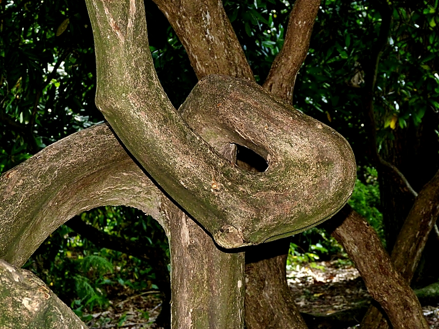 Etwas verknotet gewachsener Baum . . .