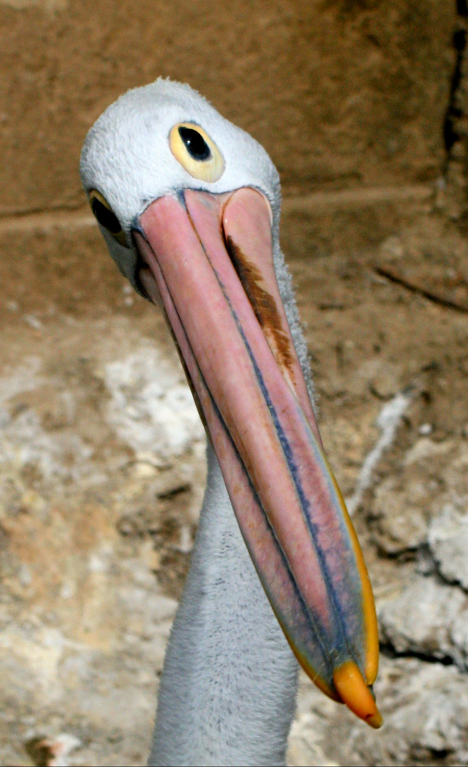 Etwas verlegen...... fotografiert in einem Tierpark auf Bali