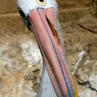 Etwas verlegen...... fotografiert in einem Tierpark auf Bali