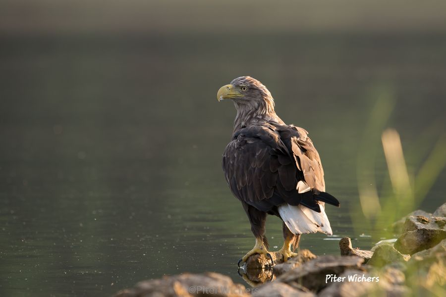 Etwas verträumt schaut der Seeadler übers Wasser. 