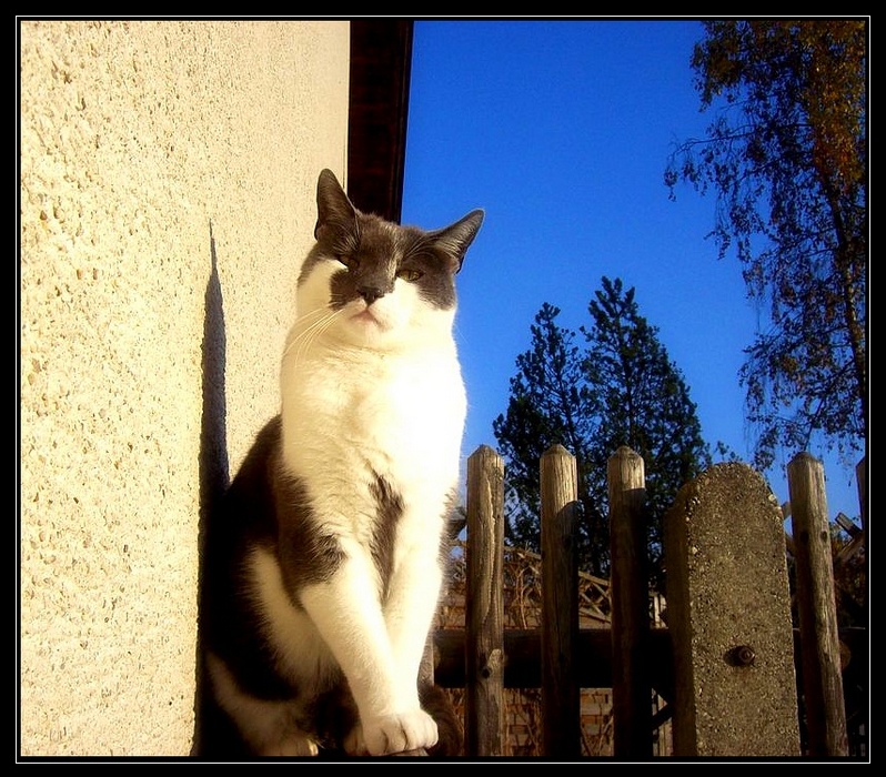 etwas "von oben herab" der Kater