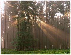 Etwas Wald, Nebel und Sonne