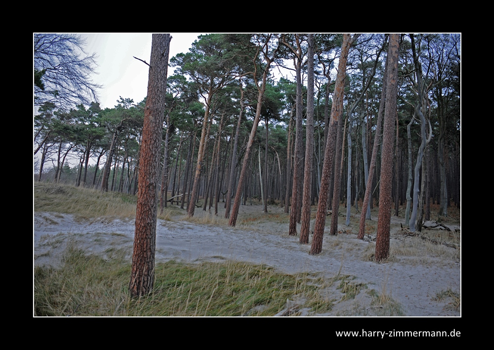 etwas Wald steht noch :o)