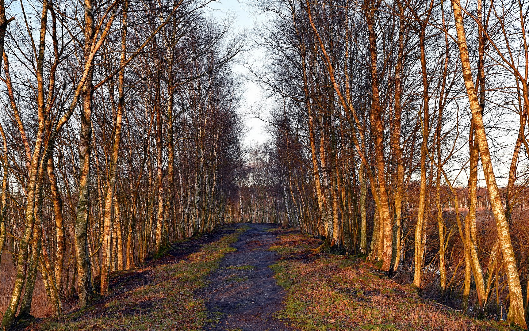 Etwas Wintersonne im Dosenmoor