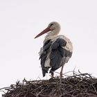 etwas zerzaust wartet er auf seine Gefährtin 