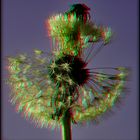 etwas zerzauste Pusteblume  (3D-Cha-Anaglyphe)