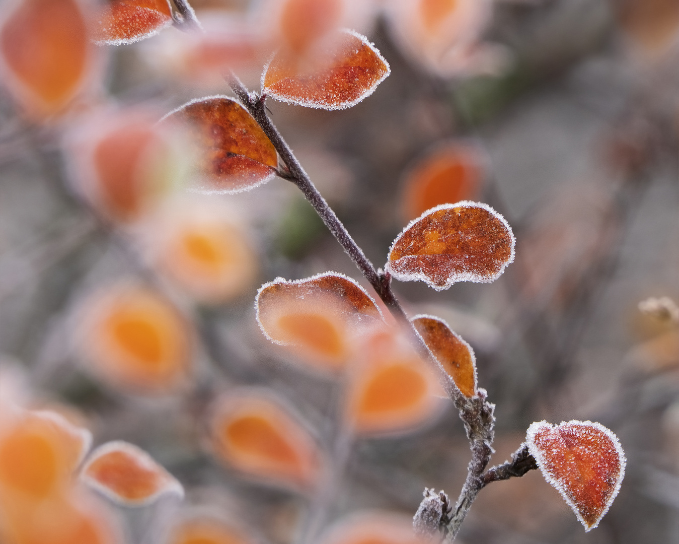 etwas "Zuckerguss"