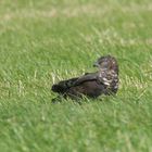 Etwas zwischen Präriehuhn und Haubenadler