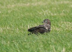 Etwas zwischen Präriehuhn und Haubenadler