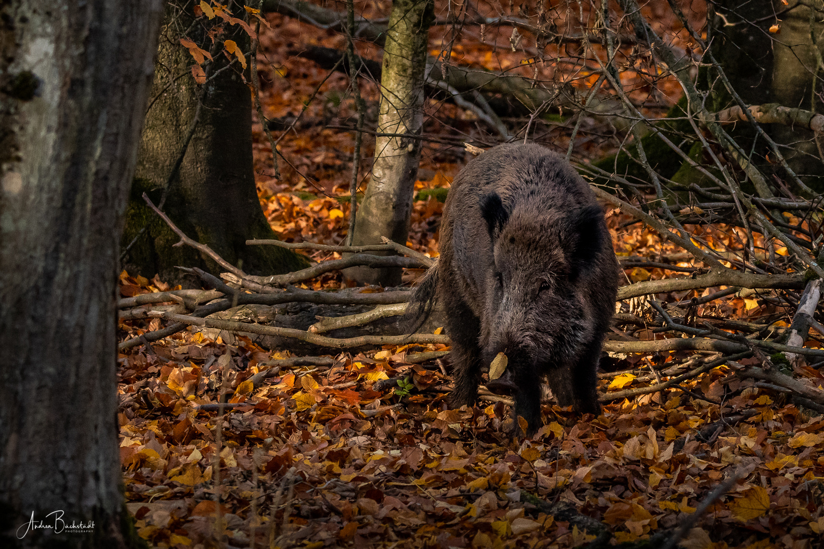 ...'etz hab' i aber die Schnauze voll vom Herbst...