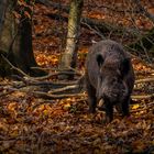 ...'etz hab' i aber die Schnauze voll vom Herbst...