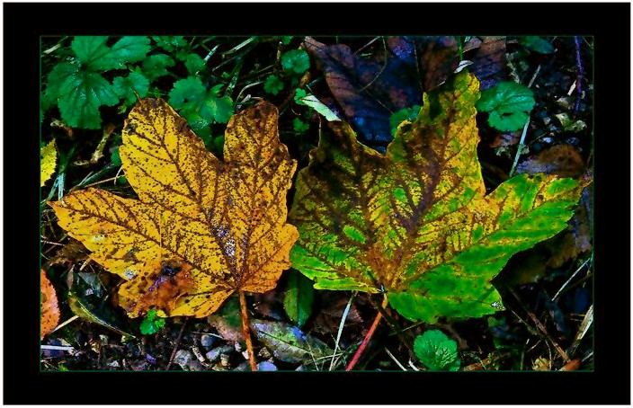 etz herbstlts scho gscheid