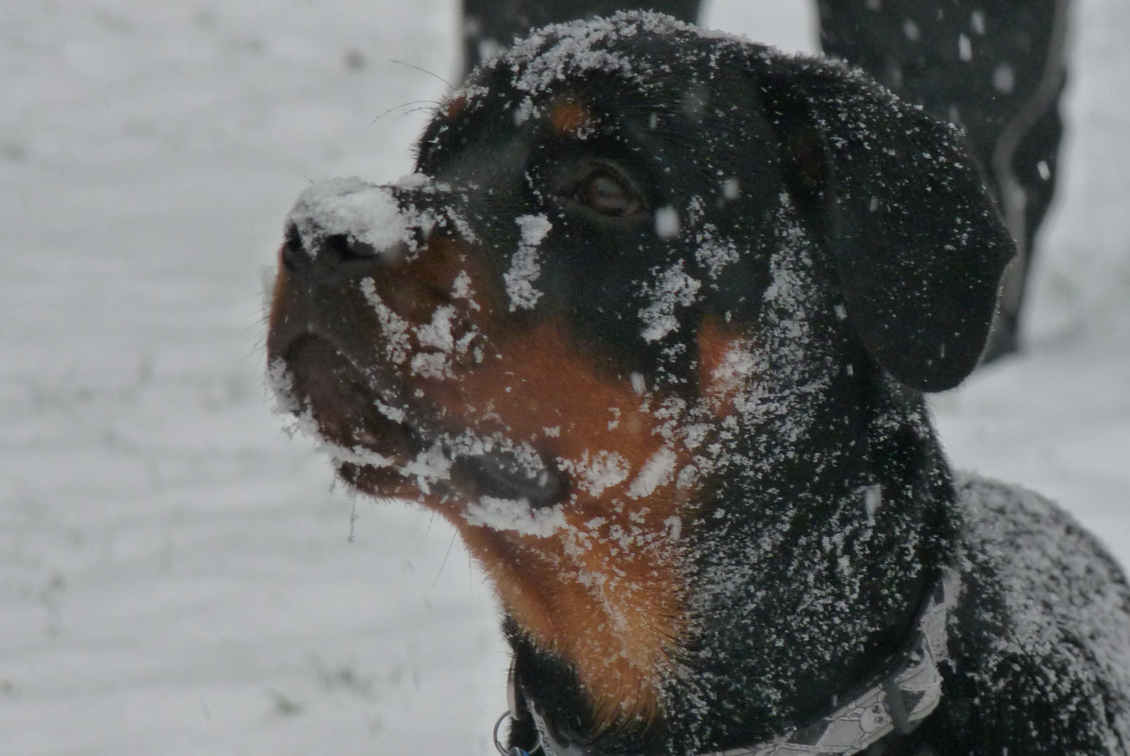 Etzel im Schnee