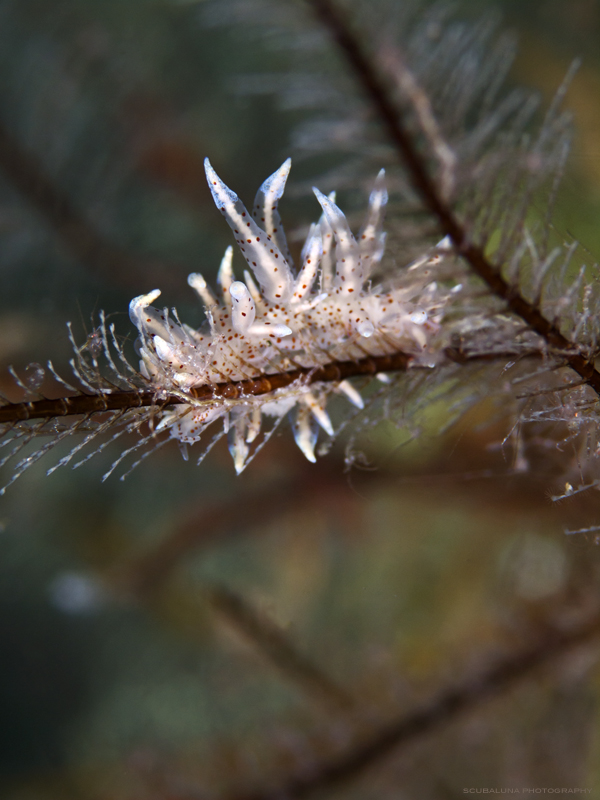 Eubranchopsis virginalis