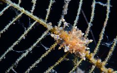 Eubranchus rubropunctatus bis 10mm