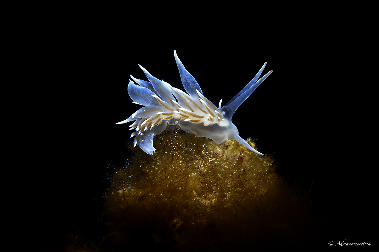 Eubranchus tricolor