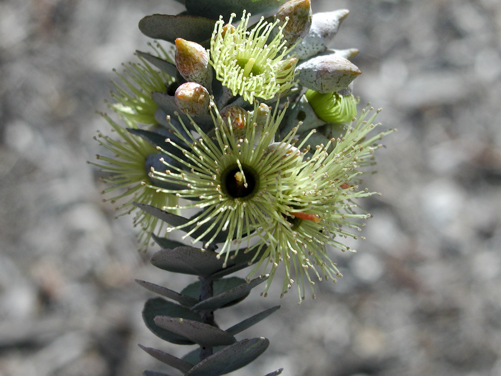 Eucalypt - Eukalyptus