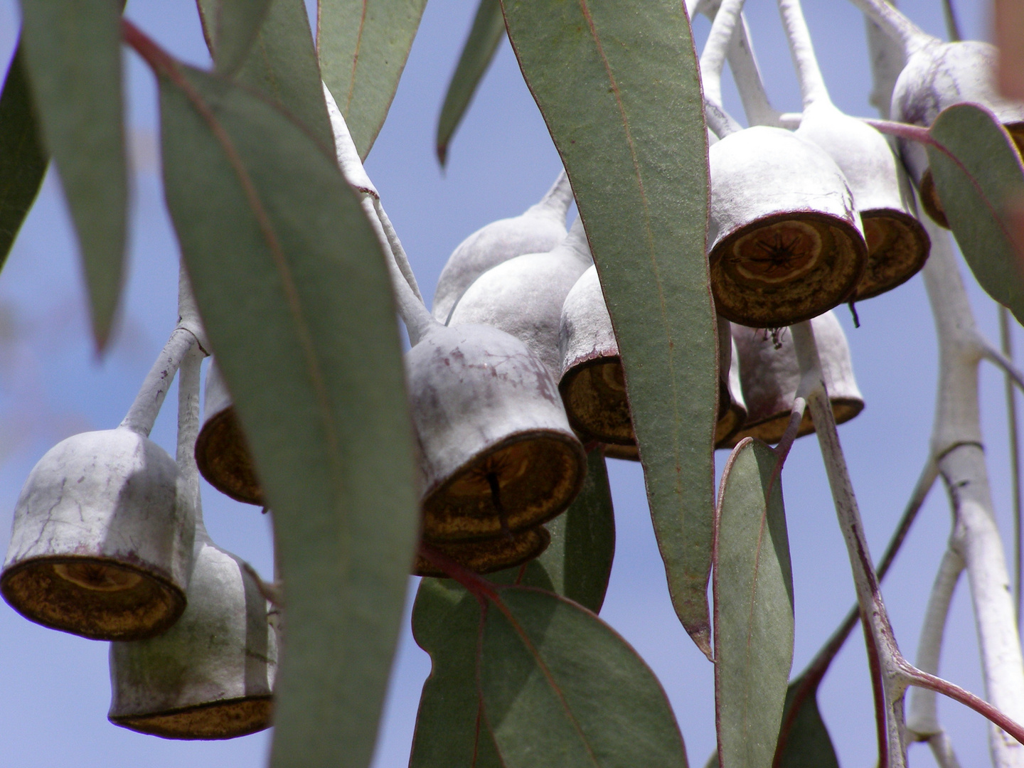 Eucalyptus Foto & Bild pflanzen, pilze & flechten, bäume, blatt
