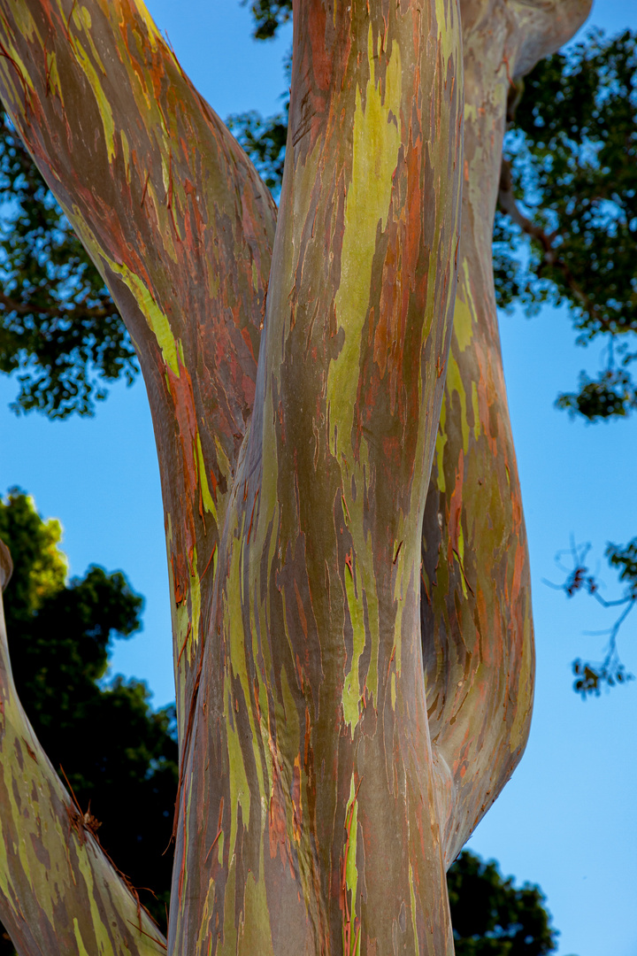 Eucalyptus deglupta, Rainbow Eucalyptus