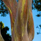 Eucalyptus deglupta, Rainbow Eucalyptus