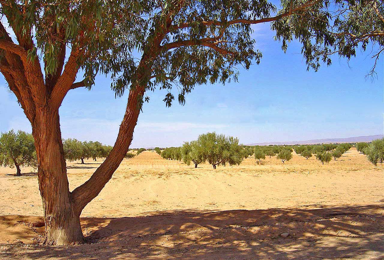 Eucalyptus en bord de route et champ d'oliviers