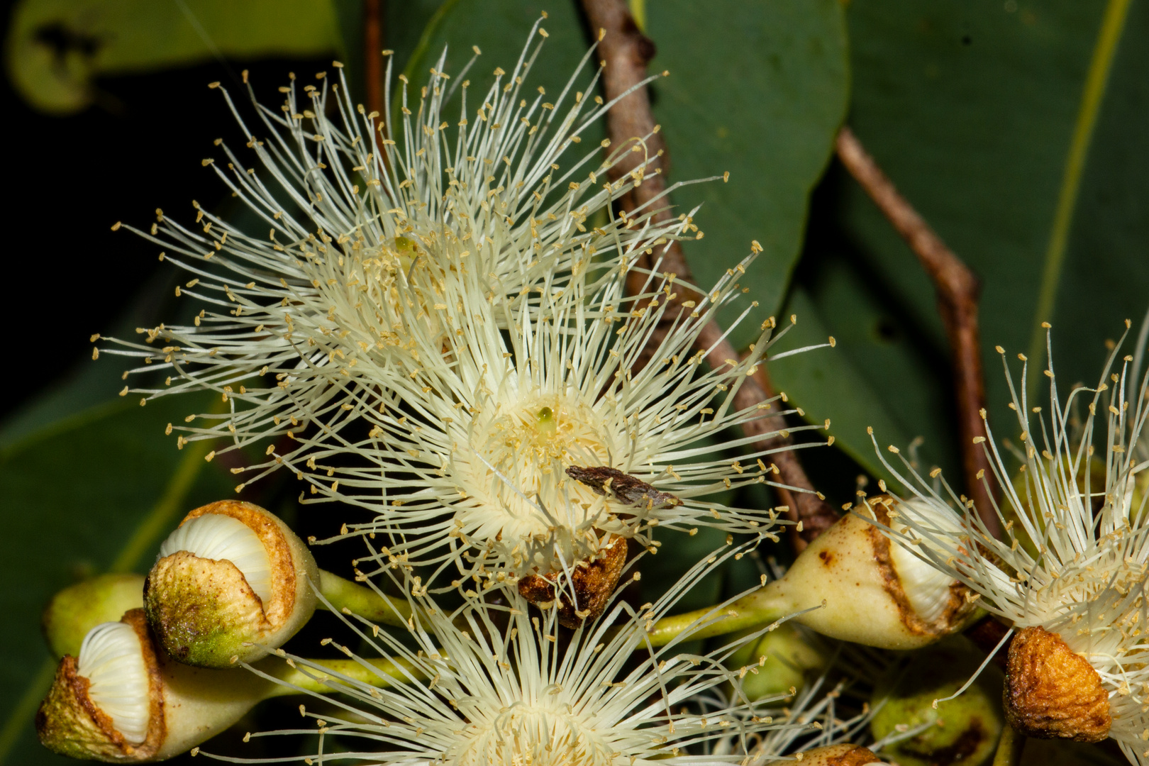 Eucalyptus flower