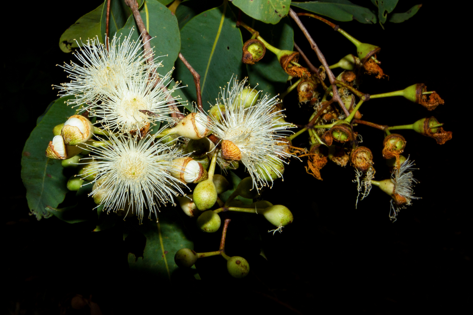 Eucalyptus Flower