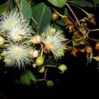 Eucalyptus Flower