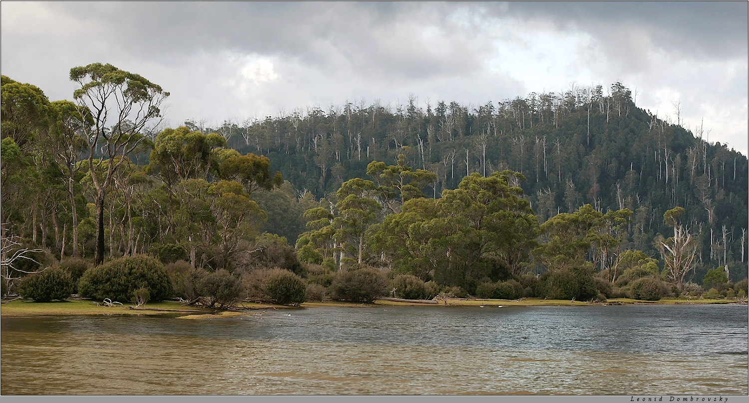 Eucalyptus forest