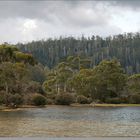 Eucalyptus forest