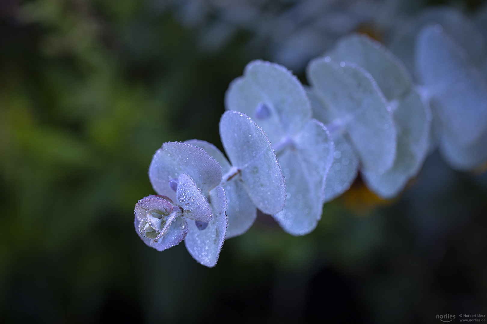 eucalyptus gunii