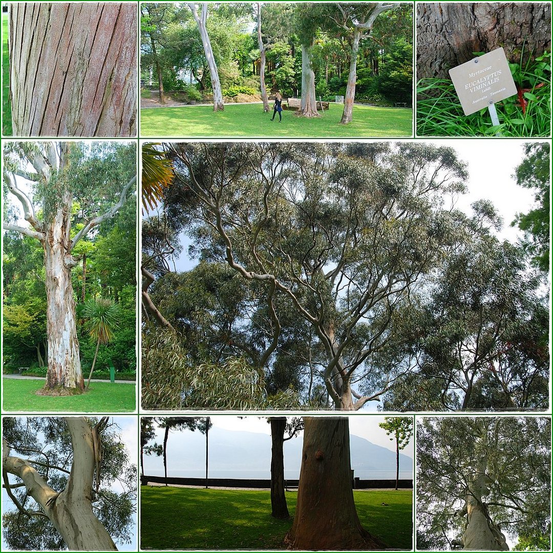 Eucalyptus viminalis'