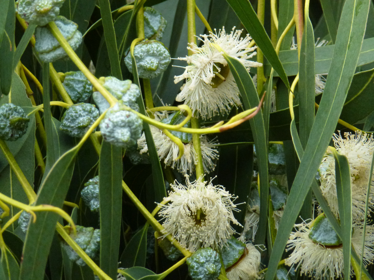 Eucalyptusbaumblüte