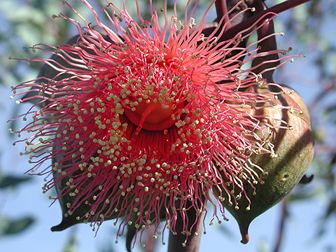 Eucalyptusblüte