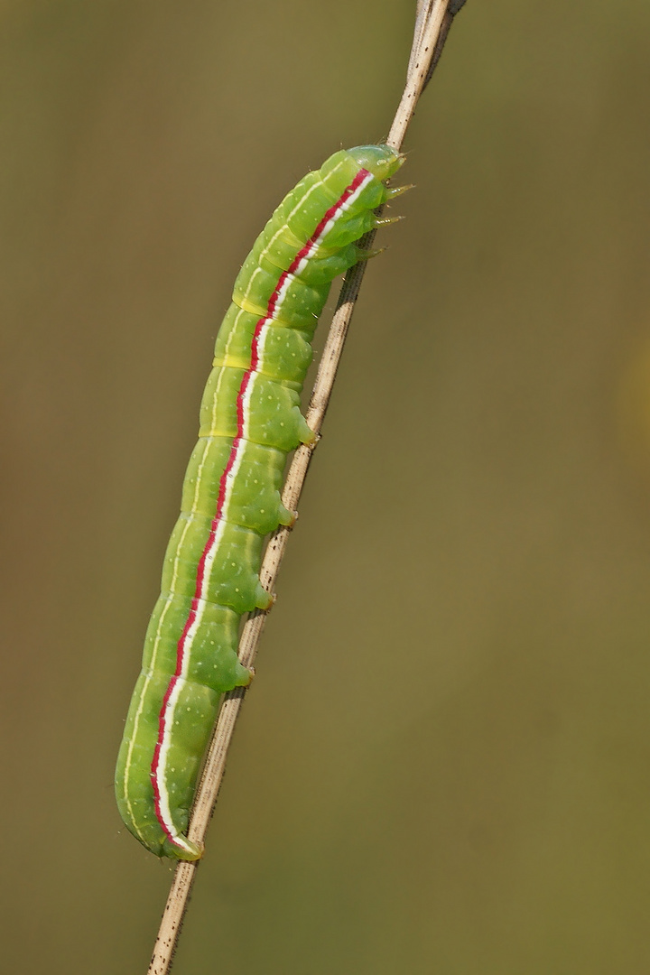 Eucarta virgo