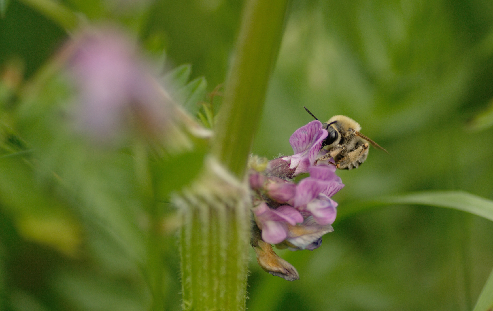 Eucera cf. nigrescens