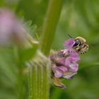 Eucera cf. nigrescens