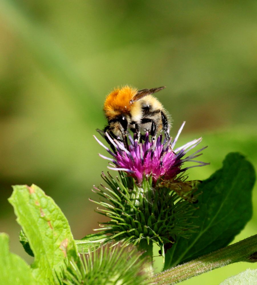 Eucera Longicornis