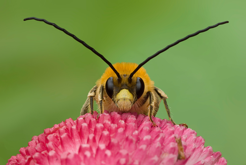 Eucera longicornis