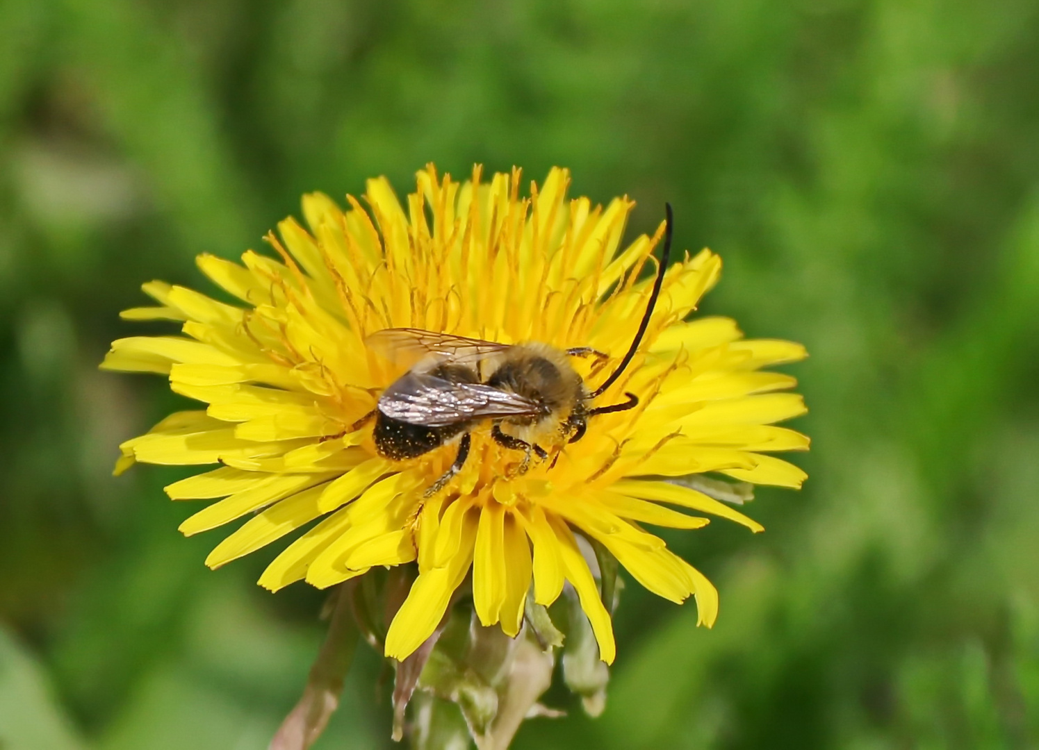 Eucera longicornis