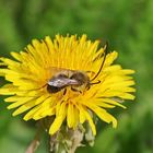 Eucera longicornis