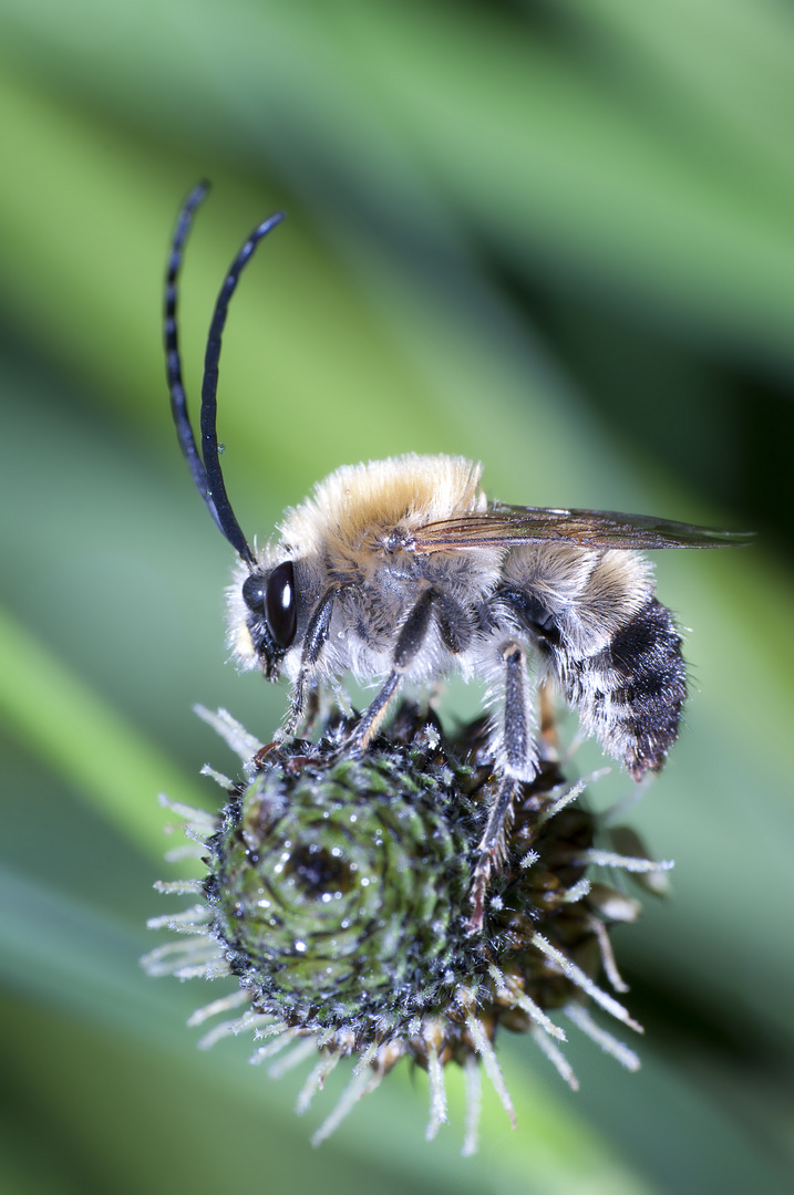 Eucera nigriscens...